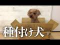 【使用済み】トイプードルを保護しました。最悪な環境で育った犬の共通点