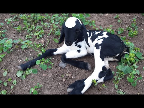 funny-sheep-and-goat-videos-compilation-for-children-||-farm-animal-videos-for-children..