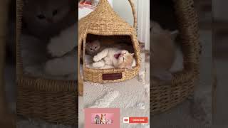 Funniest Cats-115Funny 