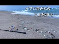 イワシまみれの砂浜で91cmの大物を釣り上げた話を聞いてほしい。【車中泊釣り旅第三弾・西日本&九州編17話】