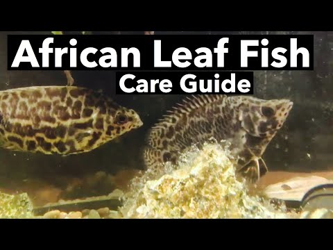 African Leaf Fish Care - Spotted Bush Fish “Leapord”