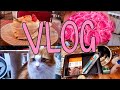 VLOG:цветы/кошки и коты/покупки в Ленте