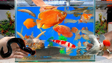 Video tổng hợp cá cảnh đẹp, động vật dễ thương, cá hỏa long, cá heo lửa, cá sấu, cá rồng, cá vàng