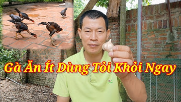 Cách Khắc Phục Gà Biếng Ăn, Ăn Ít  Là Sao