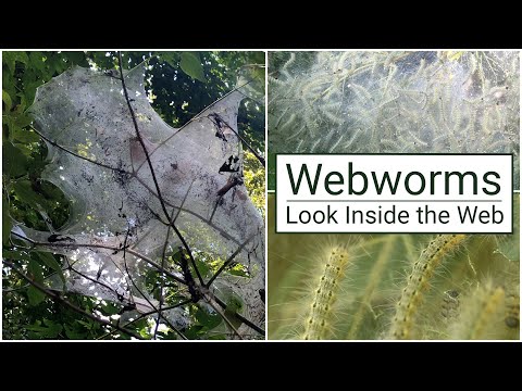 Webworms: Look Inside the Web