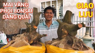 (@BÌNH zalo_#0919536596)#Mai vàng phoi Bonsai dáng quái GL 19/5/2024 ĐC:Q.Thốt Nốt, TPCT