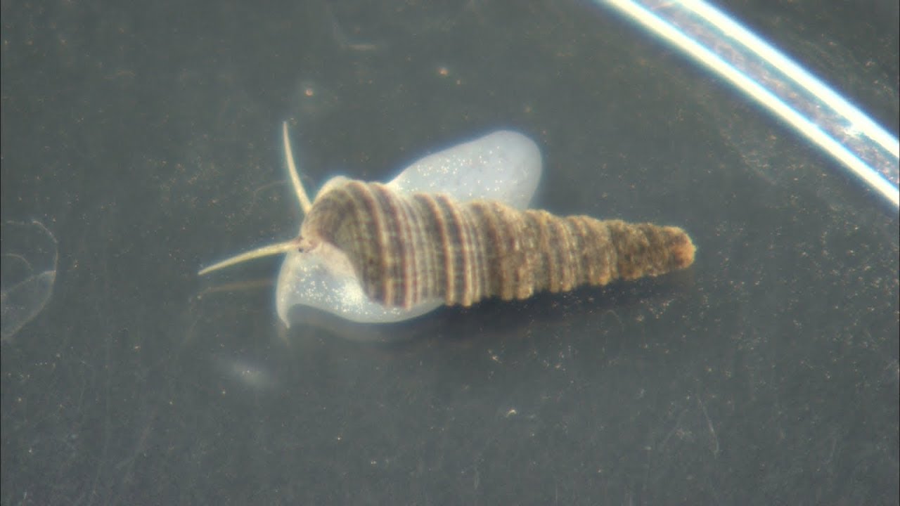 幻の貝・タクミニナ 60年ぶり発見 巻貝の歴史解明に期待！ 岡山大