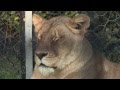 Elsa the Lioness Rescue