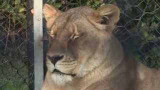 Elsa the Lioness Rescue