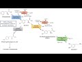 Catecholamine Biosynthesis Pathway
