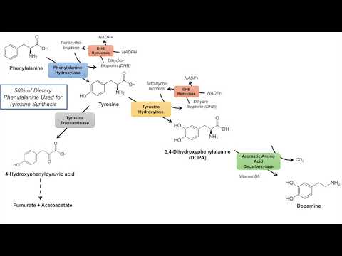 Video: Catecholamine Blodprøve: Formål, Procedure Og Forberedelse