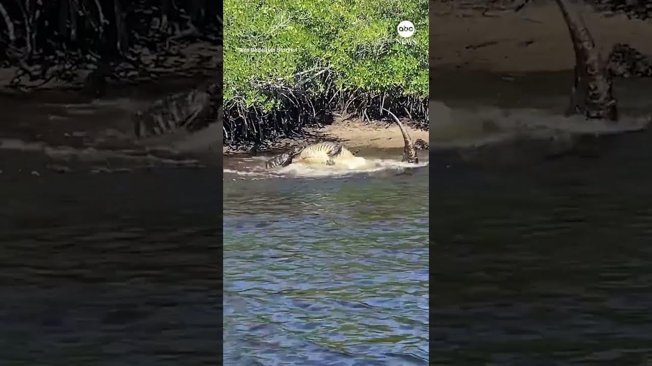 Two Alligators Tussle In South Florida Mangroves
