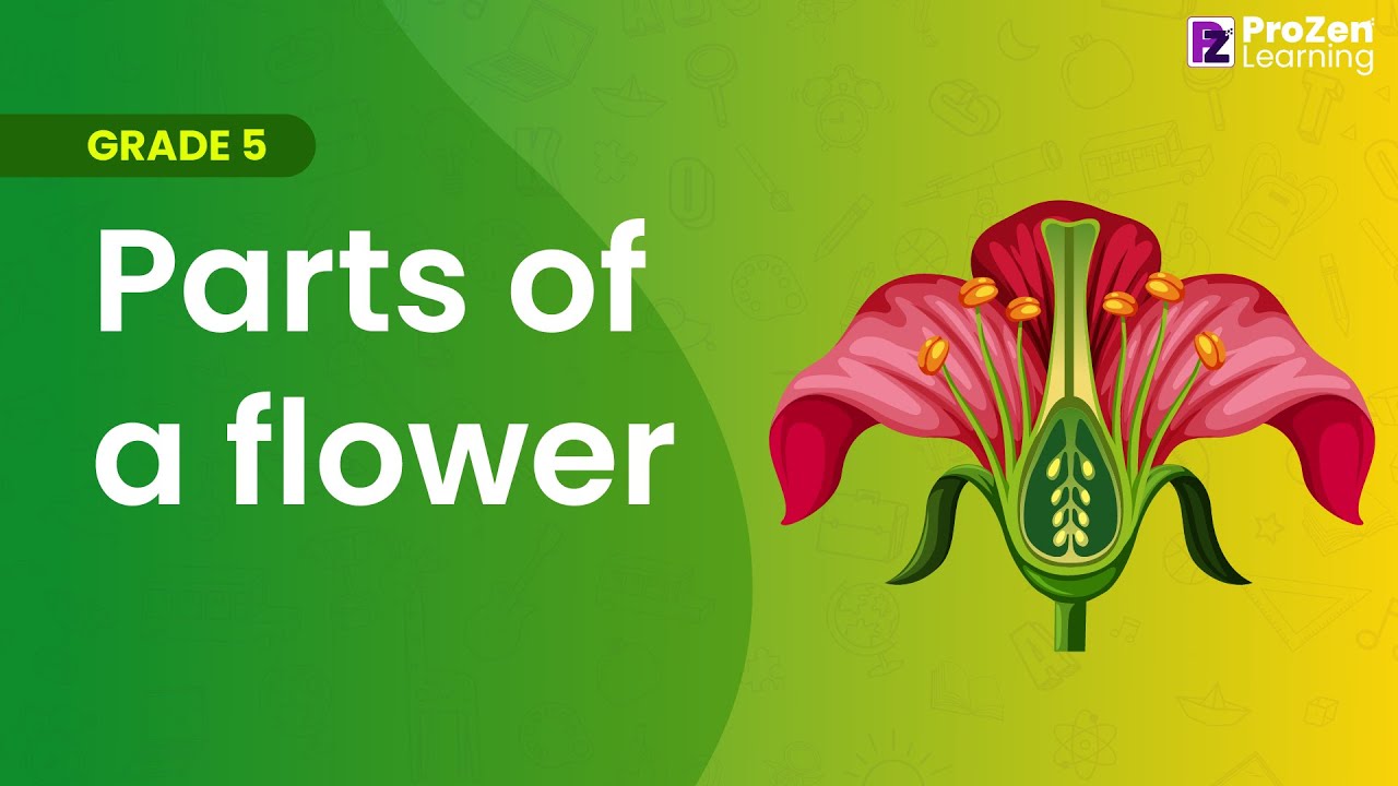 Grade 5 EVS Parts Of A Flower Reproduction In Plants Prozen grade-5-evs-parts-of-a-flower-reproduction-in-plants-prozen