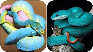 Most Beautiful Snakes Compilation 🐍  world Of snakes ||