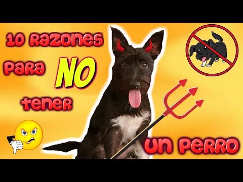 Video: 10 razones por las que no deberías tener un cachorro