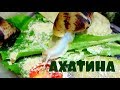 АХАТИНА РЕТИКУЛЯТА АЛЬБИНО / УБОРКА / КОРМЛЕНИЕ