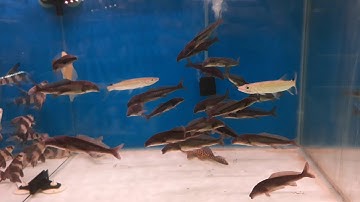 Ken nhi: cá heo nước ngọt.