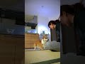 コーギーと遊んだら小指取れたかと思ったけど２倍に腫れただけで済んだ#shorts