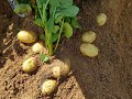 طريقة زراعة البطاطس في المنزل باحتراف وانتاج لامثيل له | زراعة البطاطا