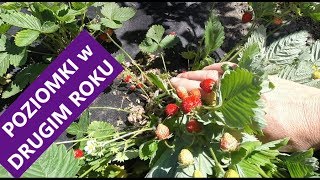 🍓Jak owocują poziomki w drugim roku?🍓🍓🍓🌱