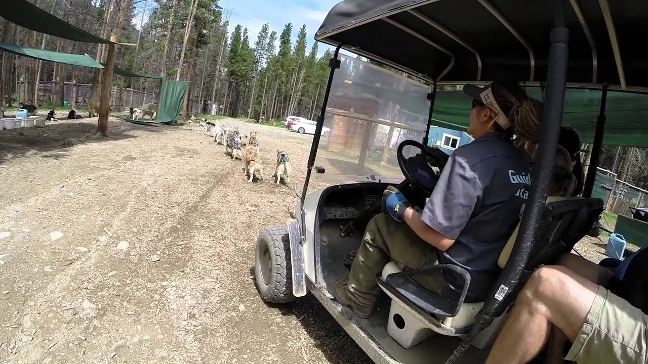 Snow Caps Sled Dogs Breckenridge, July 2014 YouTube