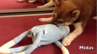 Midas plays with Water Bottle Sock Monkey (21 week old Shiba Inu)