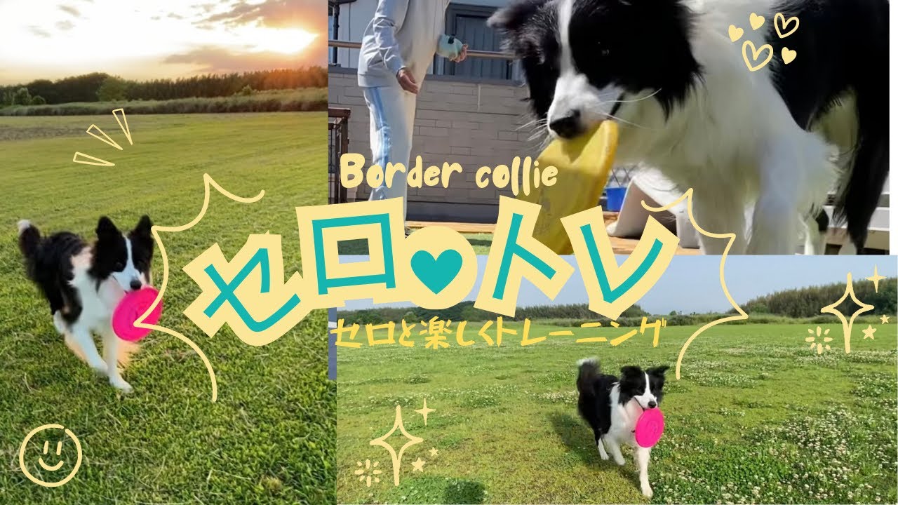 Border collie セロと楽しくトレーニング　セロトレ　フリスビー編