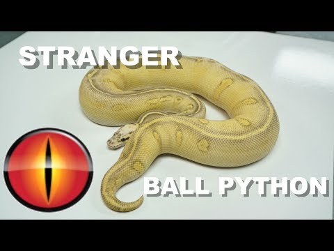 DON'T OPEN DOOR FOR STRANGERS !!  Ball python edition !