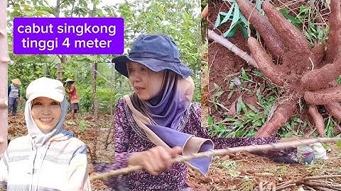 Cabut singkong tinggi 4 meter 