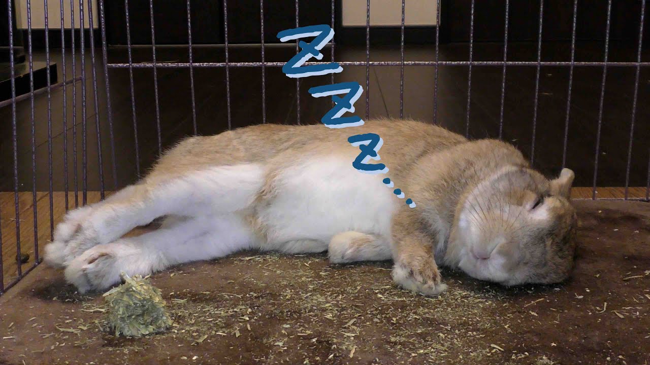 くつろぐうさぎ / A rabbit chills out (vol.245) YouTube