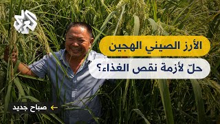 هل ينقذ الأرز الصيني الهجين سكّان العالم من أزمة نقص الغذاء؟