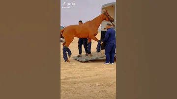 يا حبيبي يا محمد خيل 