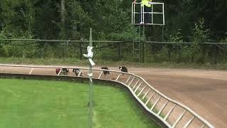 Tampere 6.8.2022 Lähtö 47: whippet yk, nartut, SVKLRM 2022, A -finaali, 350 m by High Caliber racing whippets 206 views 1 year ago 36 seconds