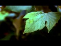 Water on Leaf | HD Stock Footage for your productions