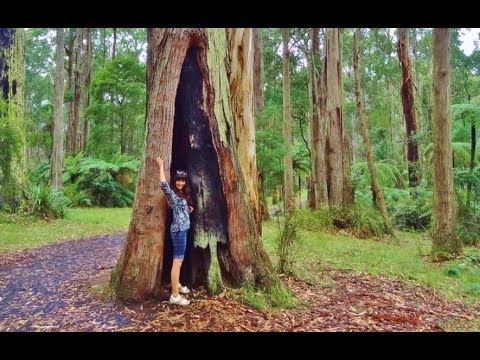 Australia. Victoria. Olinda Forest and Waterfall