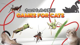 CATS TV ホーム - 猫ゲーム📺コオロギとバッタの 3D🦗🙀最高の猫ゲーム😼[フル HD] 3 時間 3D