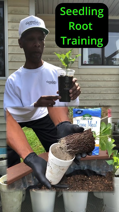 Seedling root training #garden #gardening