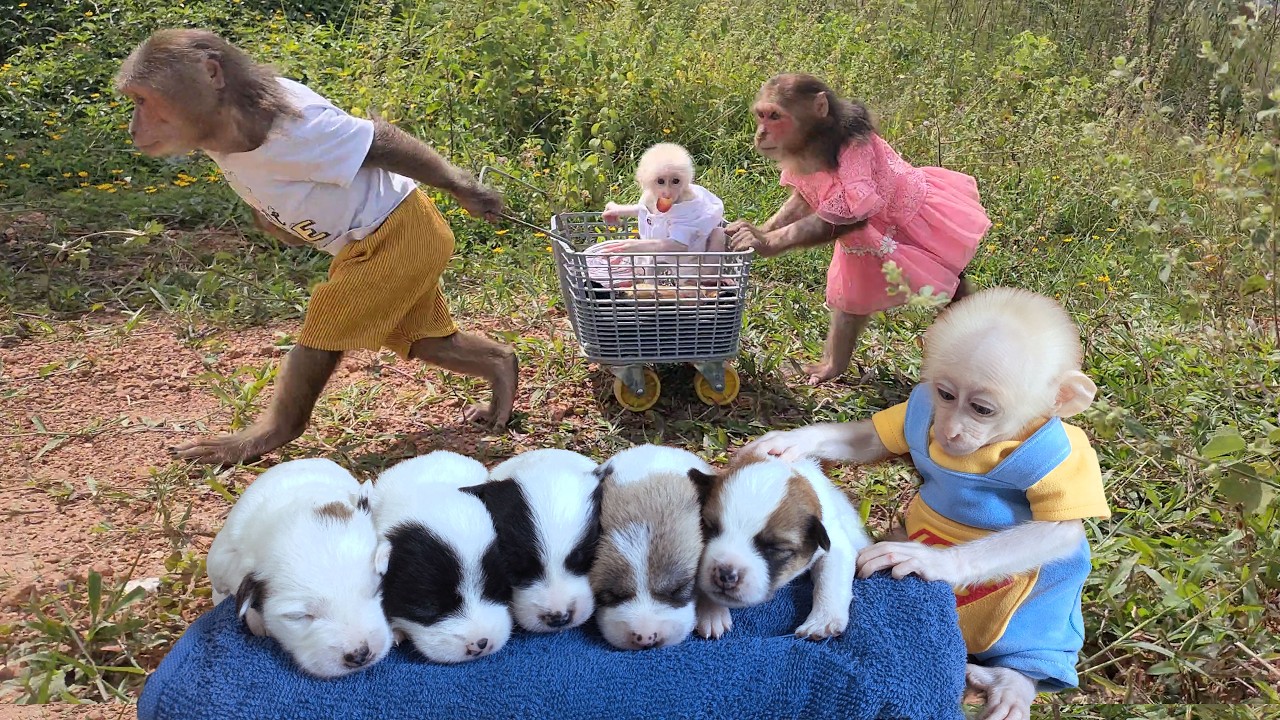 The return of 3 most viral monkeys on social media 3 years ago -  Best compilation 🐒🔥