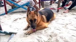 Walcott the German shepherd dog at the beach