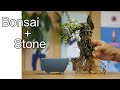 石付き盆栽を作る　bonsai+stone  Ishizuki　匂い楓