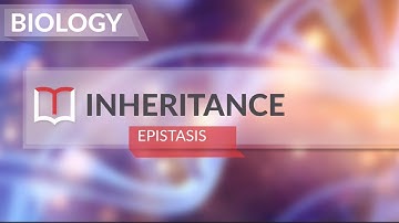 Biology - Grade 10 - Inheritance - Extension of Mendelian Principles - Epistasis