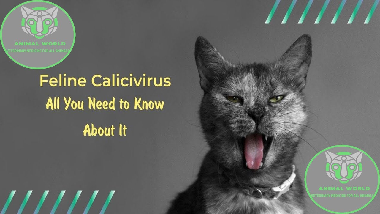 الحلقة الاولي من امراض القطط (فيروس الكاليسي) (الاعراض-الوقاية -العلاج) CALICI VIRUS IN CATS