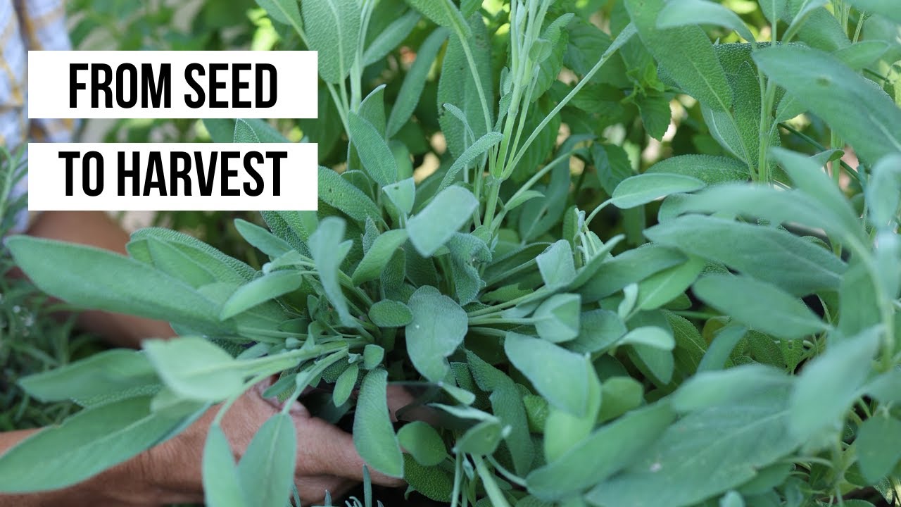 Grow Your Own Sage from Seed