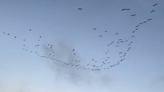 Migración flamencos en San Pedro del Pinatar