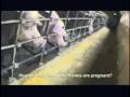 Death on a Factory Farm - Clip 1