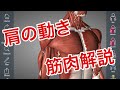 肩の動きの筋肉:屈曲伸展、外転内転、内旋外旋の筋肉をまとめてみた