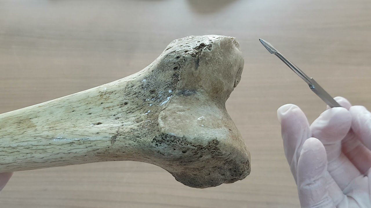 Femur (Uyluk) Anatomisi