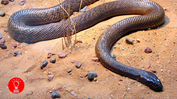 Die 20 giftigsten Schlangen der Welt