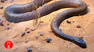 Was sind die 5 giftigsten Schlangen der Welt?