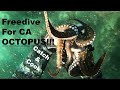 How to freedive for southern ca octopus catch  cook